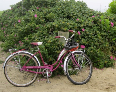 IMG_5489 Pink bike in front of a large bush.